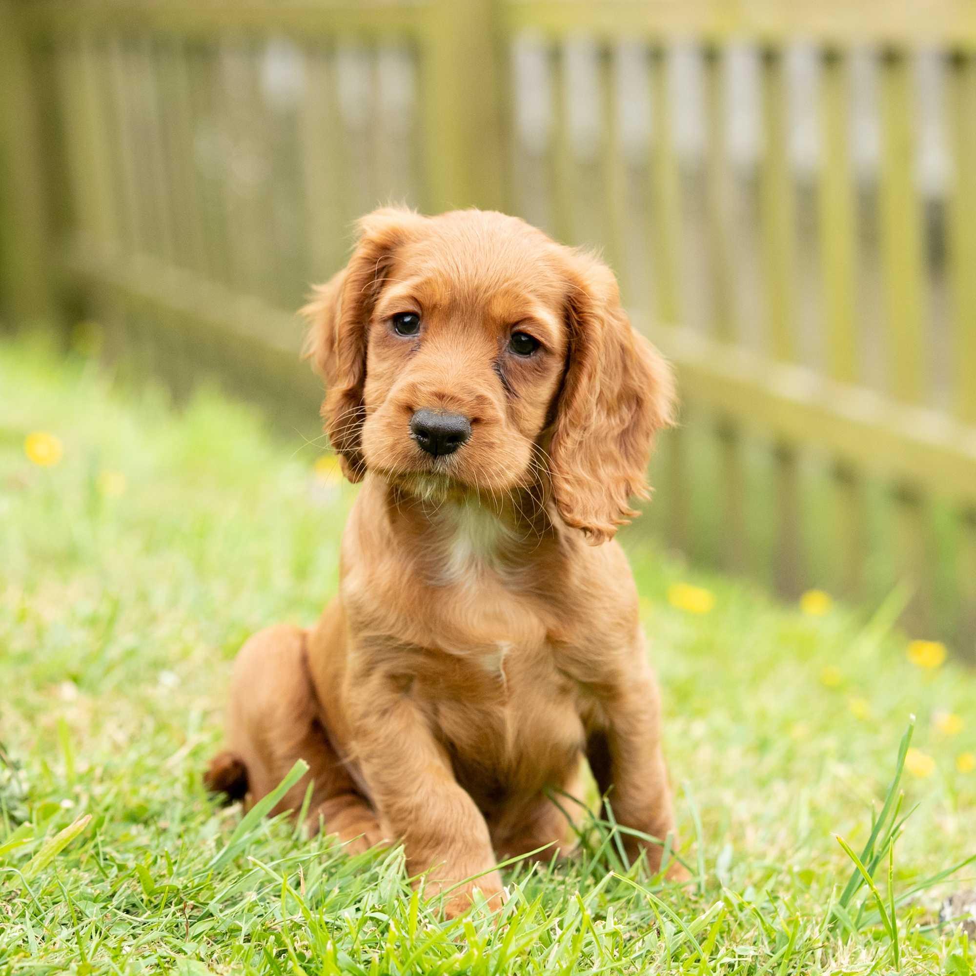 Cocker Spaniel Puppies For Sale