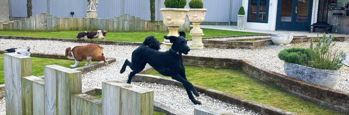 Doggy Day Care