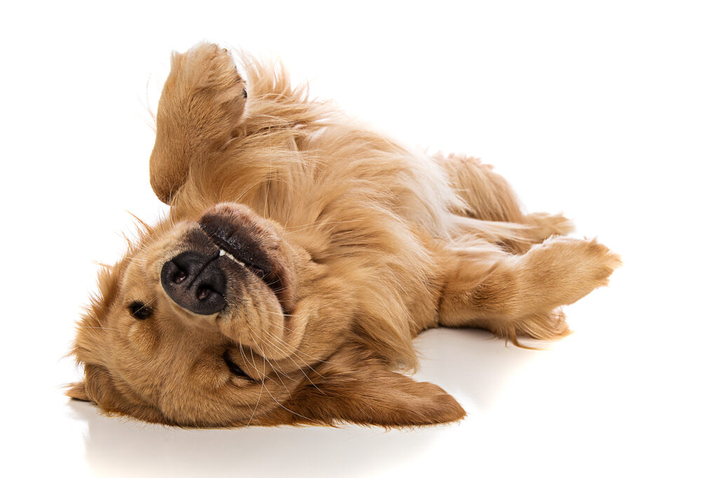 Dog Kennels Leicester