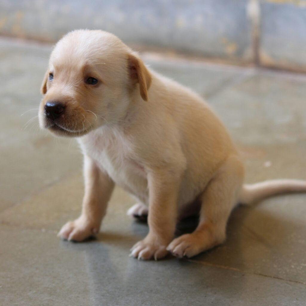 Labrador Puppies For Sale