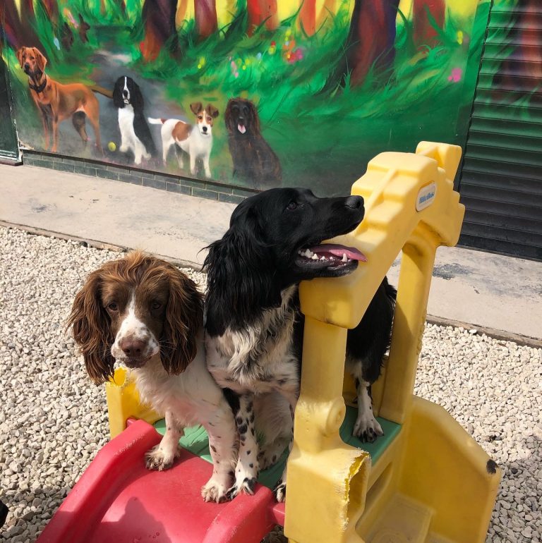 Dog kennels Ratby