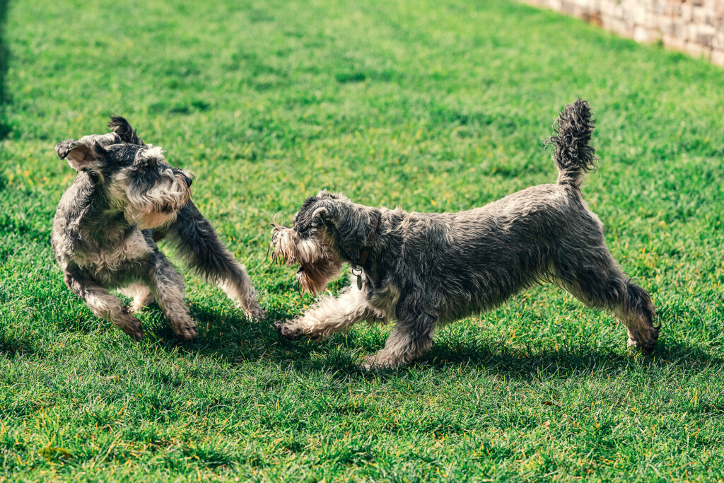 dogs playing