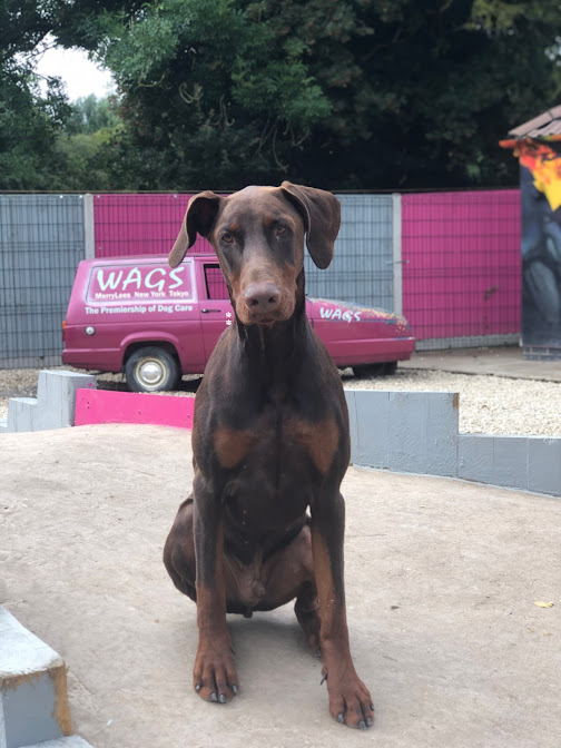 Dog kennels Ratby