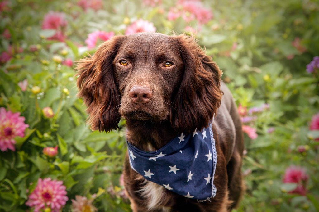 What is a Sprocker Spaniel?