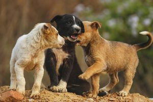 Dogs Socialising