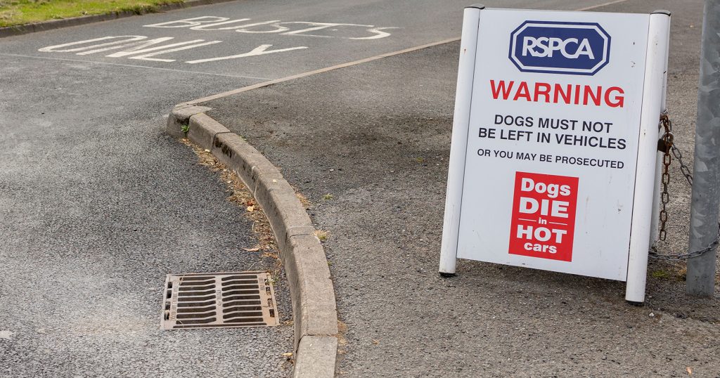How To Help Your Dog Cope In Hot Weather