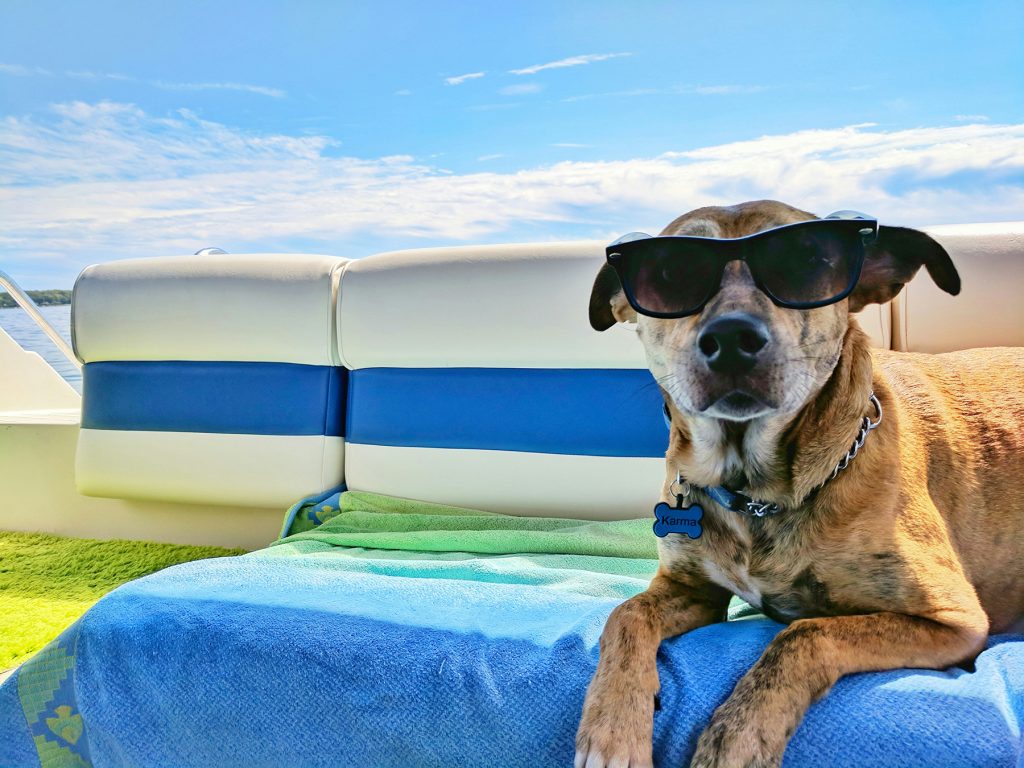 How To Help Your Dog Cope In Hot Weather