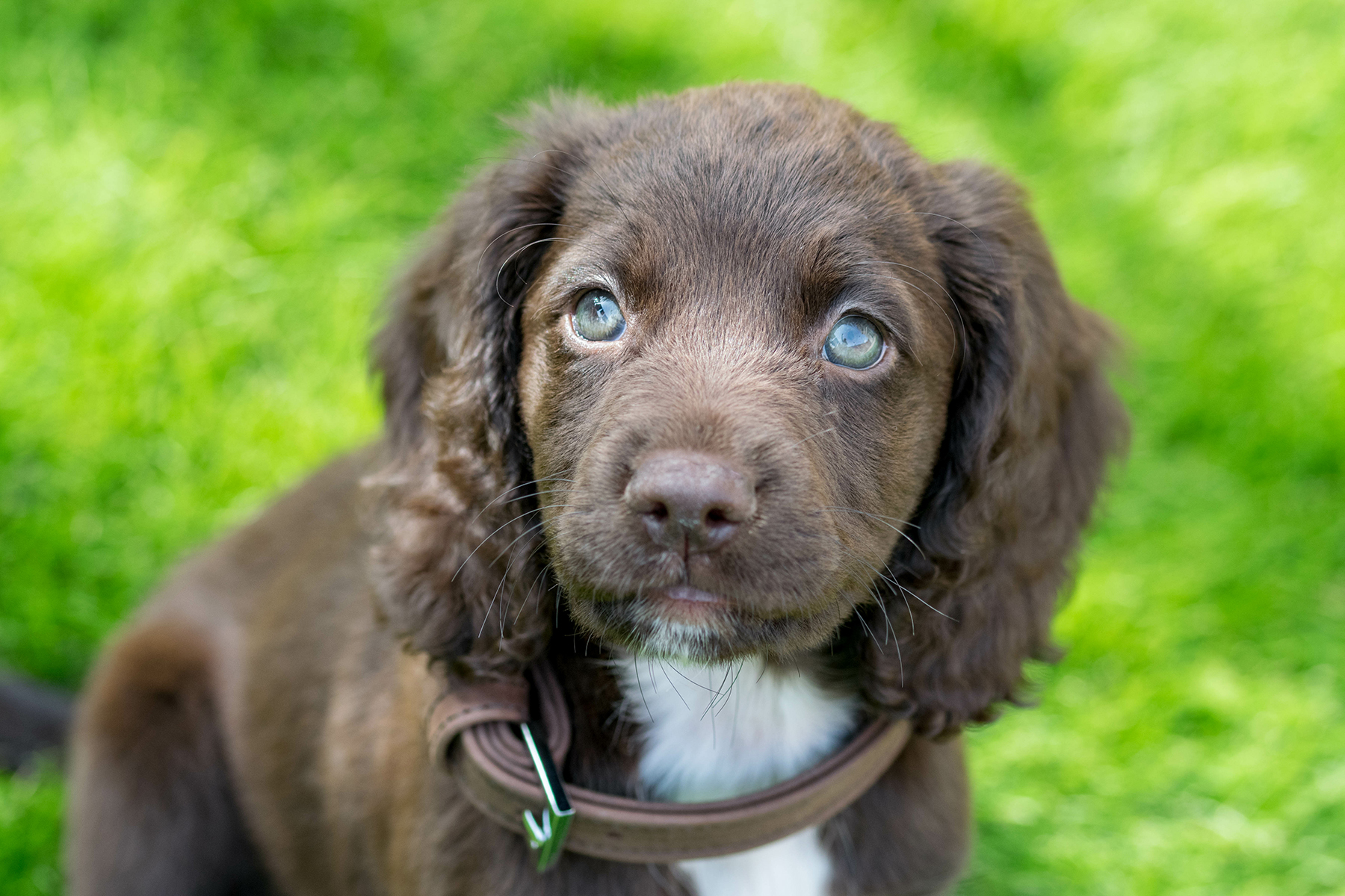 What is a Sprocker Spaniel?