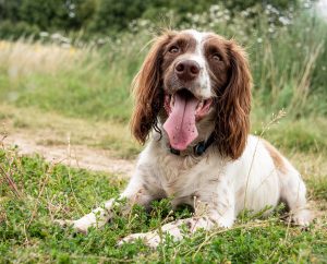 What is a Sprocker Spaniel?