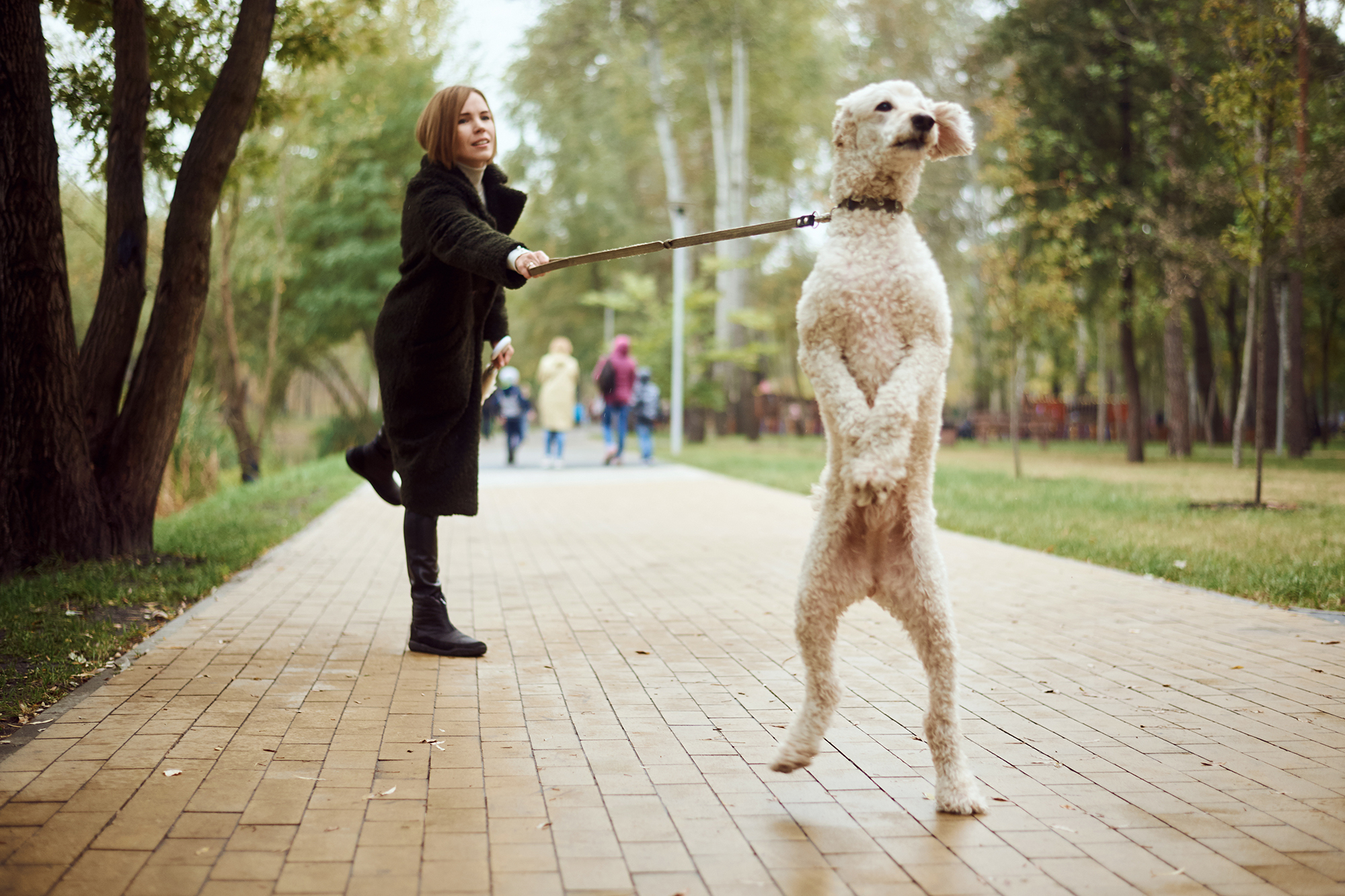 Dogs Behaving (Very) Badly with Graeme Hall