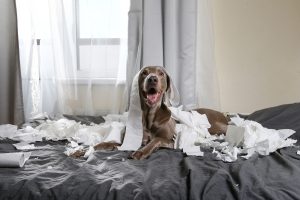 Dogs Behaving (Very) Badly