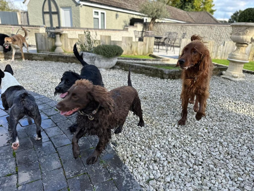 The Best Doggy Day Care 2025