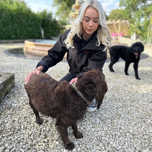 Doggy day care Leicester